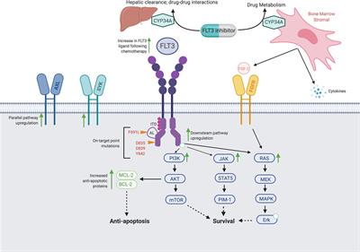 FLT3 Mutations in Acute Myeloid Leukemia: Key Concepts and Emerging Controversies